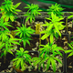 Image for article titled Meet Sue Taylor, the Black Grandmother Leading the Charge to Bring Marijuana to the Elderly
